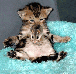 Ti minou trampoline!!!!